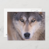 grijze wolf, Canis lupus, close-up van de ogen Briefkaart (Voorkant / Achterkant)