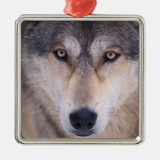 grijze wolf, Canis lupus, close-up van de ogen Metalen Ornament (Voorkant)