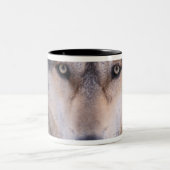 grijze wolf, Canis lupus, close-up van de ogen Tweekleurige Koffiemok (Center)