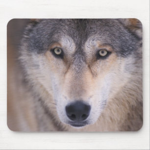 grijze wolf, Canis lupus, close-up van ogen Muismat