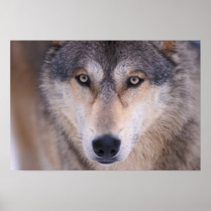 grijze wolf, Canis lupus, close-up van ogen Poster