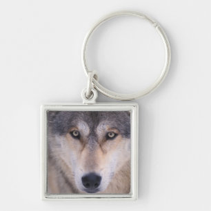 grijze wolf, Canis lupus, close-up van ogen Sleutelhanger