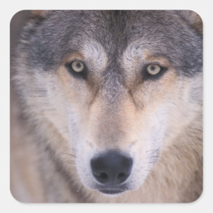 grijze wolf, Canis lupus, close-up van ogen Vierkante Sticker