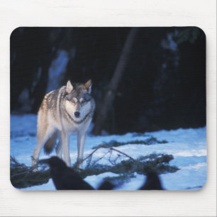 grijze wolf, Canis lupus, in de heuvels Muismat