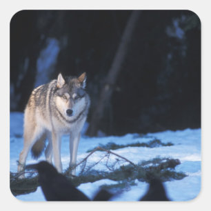 grijze wolf, Canis lupus, in de heuvels Vierkante Sticker
