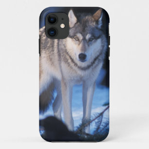 grijze wolf, Canis lupus, in de uitlopers iPhone 11 Hoesje