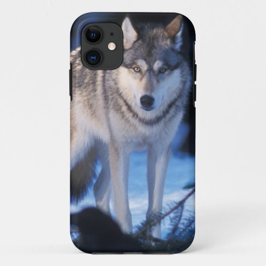 grijze wolf, Canis lupus, in de uitlopers Case-Mate iPhone Case (Achterkant)