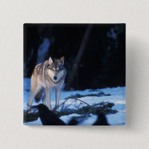 grijze wolf, Canis lupus, in de uitlopers Vierkante Button 5,1 Cm