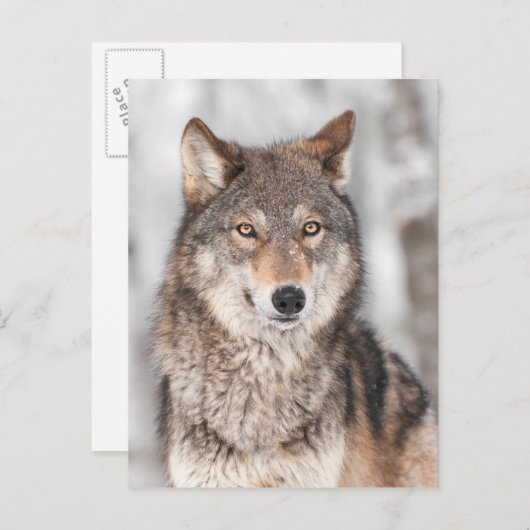 Grijze Wolf (Canis lupus) met één achterzijde Briefkaart (Voorkant / Achterkant)
