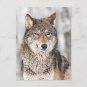 Grijze Wolf (Canis lupus) met één achterzijde Briefkaart
