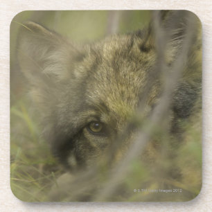 Grijze wolf (Canis lupus) pup alleen, verstopt in Onderzetter