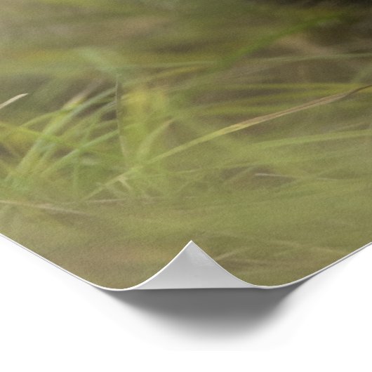 Grijze wolf (Canis lupus) pup alleen, verstopt in Poster (Hoek)