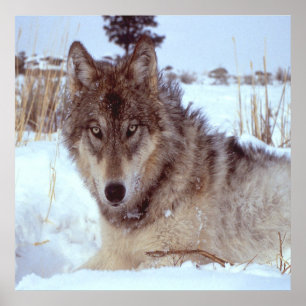 Grijze Wolf in de winter Poster