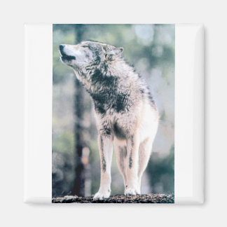 Grijze wolf in Grand Teton National Park Magneet
