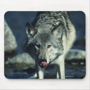 Grijze wolf in het najaar drink muismat
