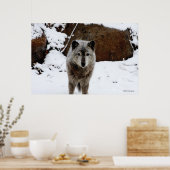 Grijze Wolf in sneeuw Poster (Keuken)