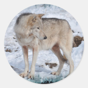 Grijze Wolf in Winter Sneeuw Wildlife Foto Ronde Sticker