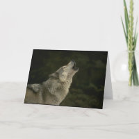 Grijze Wolf