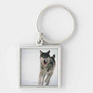 Grijze wolf loopt sleutelhanger