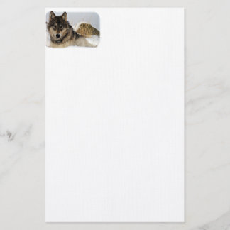 Grijze Wolf of Timber Wolf Laying in the Snow Briefpapier