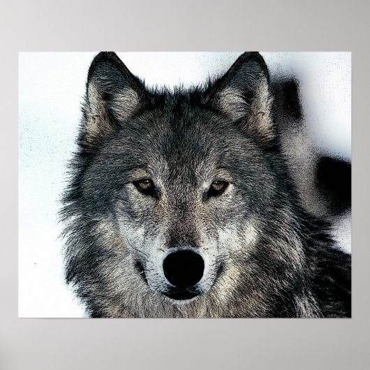 Grijze Wolf Poster (Voorkant)