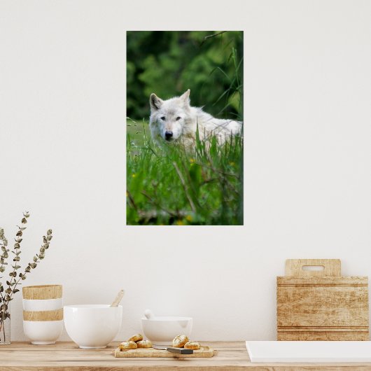 Grijze wolf poster (Keuken)