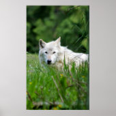 Grijze wolf poster (Voorkant)