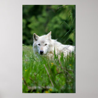 Grijze wolf poster