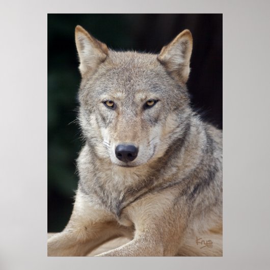 Grijze Wolf Print (Voorkant)