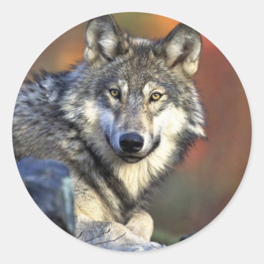 Grijze wolf ronde sticker (Voorkant)