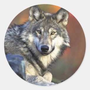 Grijze wolf ronde sticker