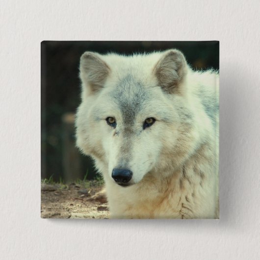 Grijze Wolf Square Pin Vierkante Button 5,1 Cm (Voorkant)