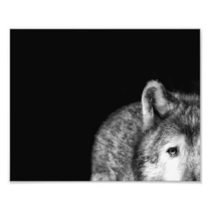Grijze Wolf Stare - Zwart-witte foto afdrukken Afdruk