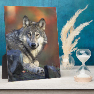 Grijze Wolf Wilde Dieren Liefhebbers Fotoplaat