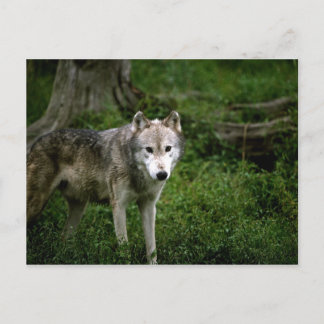 Grijze wolf, wolf briefkaart