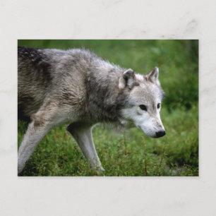 Grijze wolf, wolf briefkaart