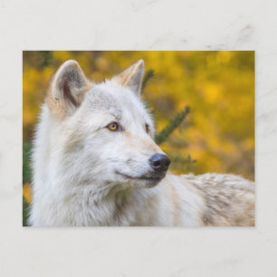 Grijze Wolf ziet zich op gouden herfstblad. Briefkaart