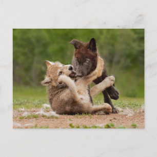 Grijze wolpen vechten briefkaart