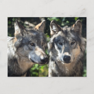 Grijze wolven in de wilde natuur briefkaart