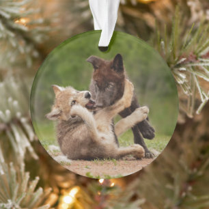 Grijze Wolvenwelpen Worstelen Ornament