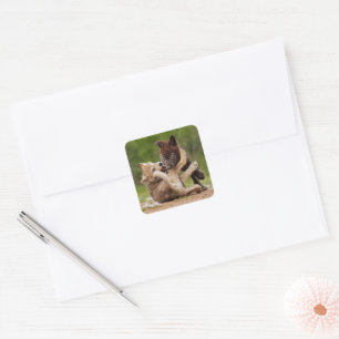 Grijze Wolvenwelpen Worstelen Vierkante Sticker