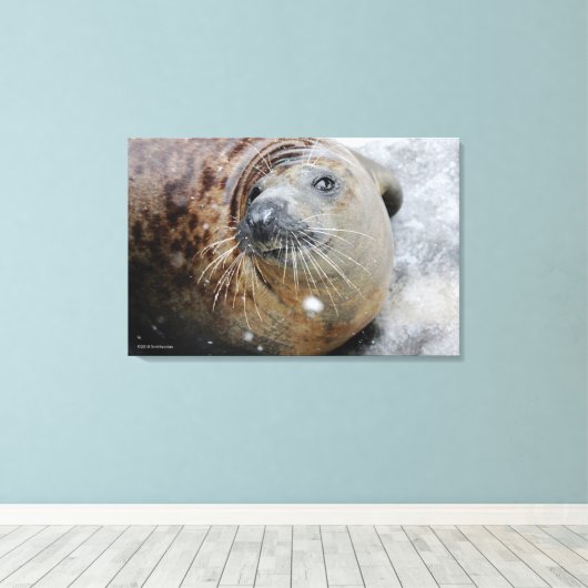 Grijze zegel op ijs canvas afdruk (Insitu (Houten vloer))