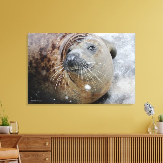 Grijze zegel op ijs canvas afdruk (Insitu (Woonkamer))