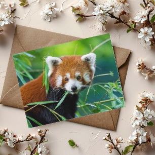 Grillige blik - De Rode Panda Briefkaart