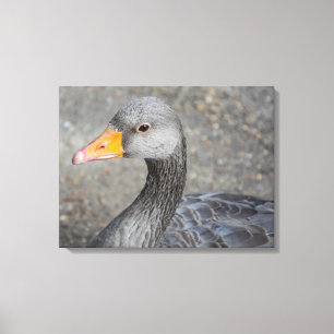 Gris canard vers le haut gros papier de toile