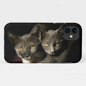 Gris Chats Photo iPhone SE + iPhone 5/5S Coque (Dos (Horizontal))