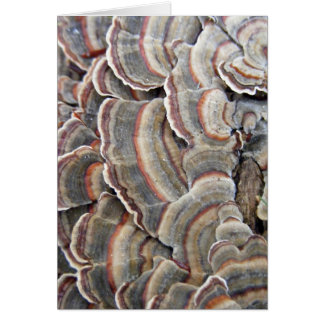 Gris et ondulations de champignons de Bourgogne