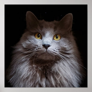 Gris Nebelung cheveux longs Russe Blue Chat Poster