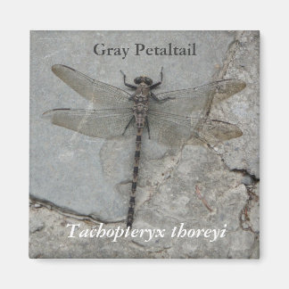 Gris Petaltail Nature Magnet