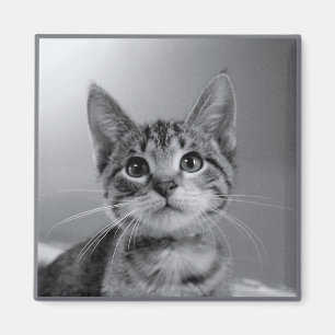 Gris Tabby Kitten Magnet
